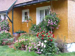 Im Garten vor dem Haus